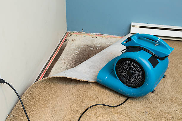 Best Water damage restoration services  in Hamton, IL